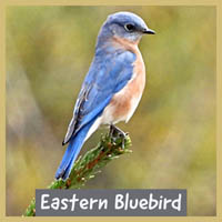 Eastern Bluebird